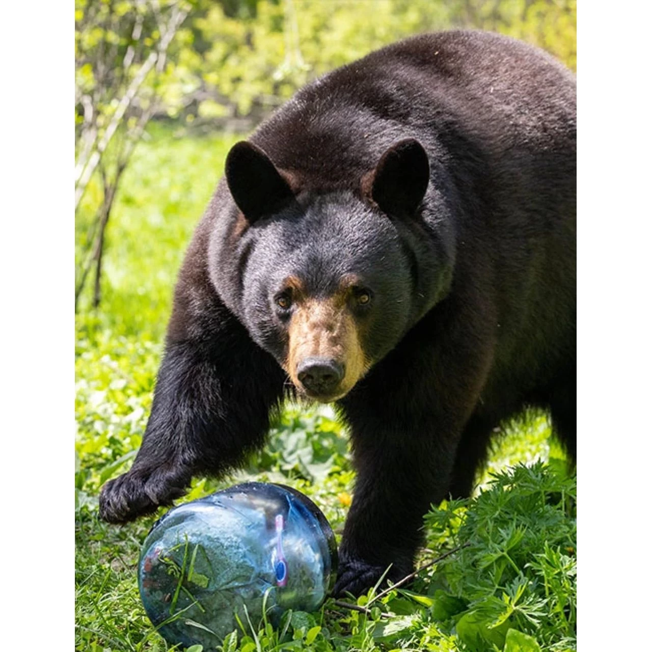 BV450-Jaunt 7 BV450-Jaunt - Image 5